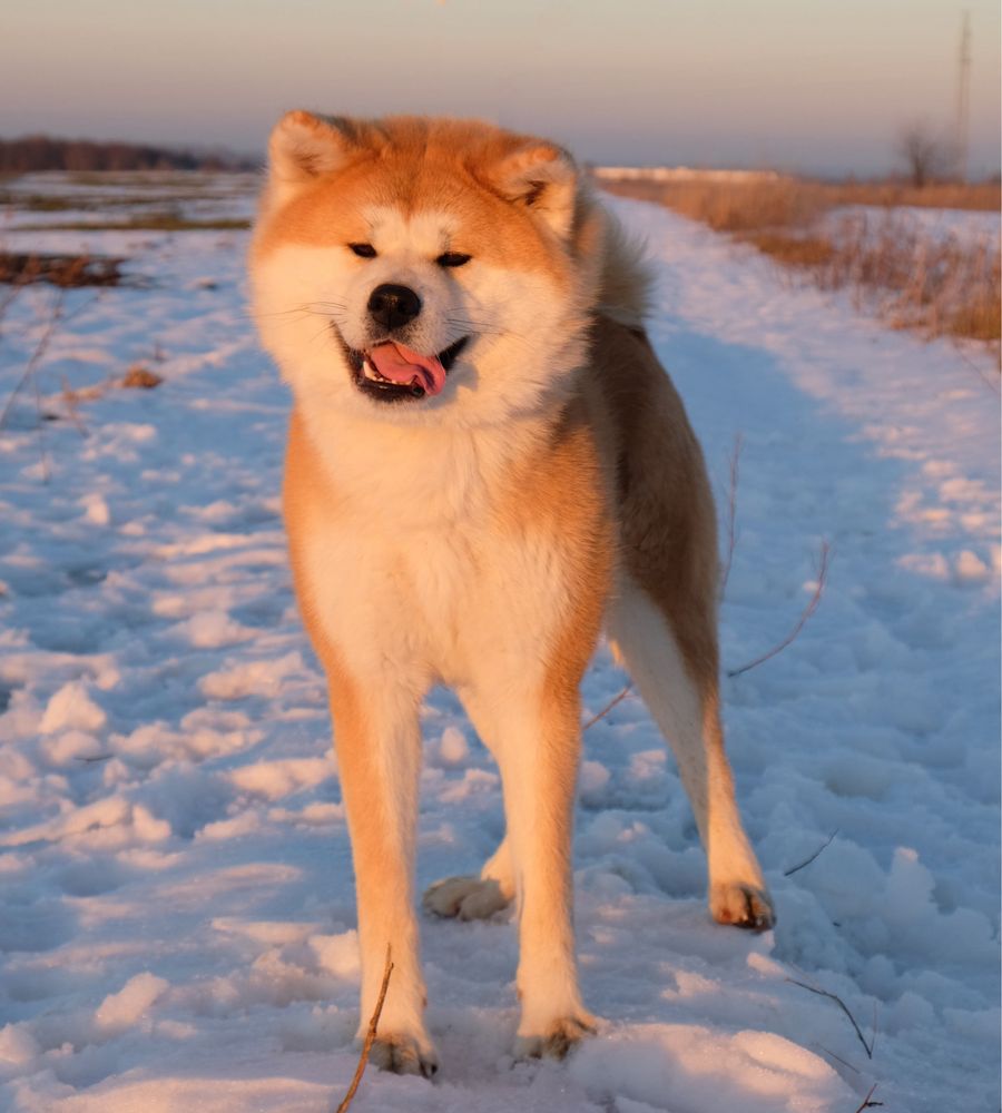Akita inu akita japońska suczka fci zkwp gotowa do odbioru