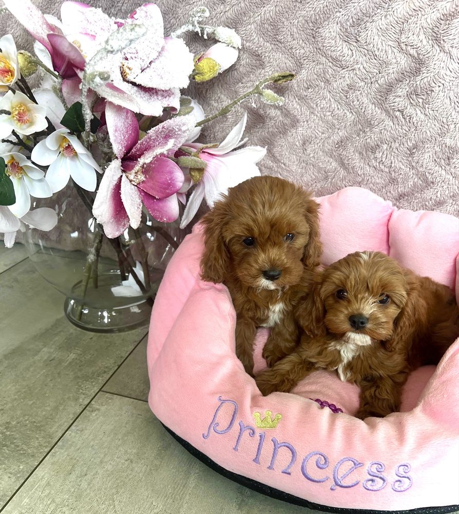 Cavapoo -cavalier & pudel - suczka gotowa do odbioru
