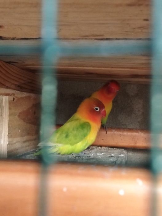 Dois agapórnis machos