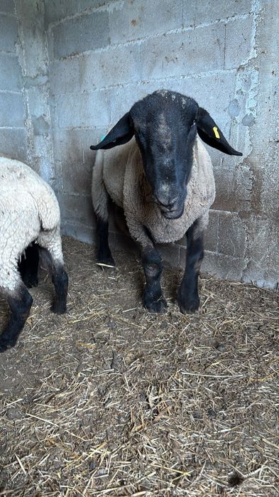 Venda de  Carneiro Suffolk