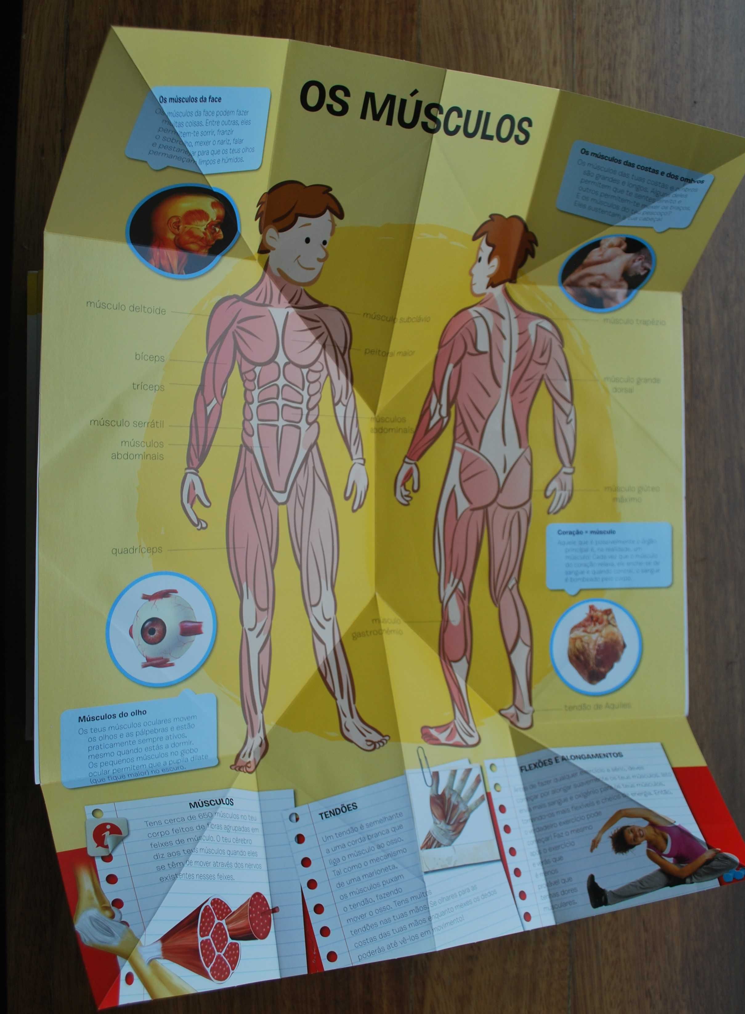 Atlas Desdobrável do Corpo Humano (dos 6 aos 10 anos)