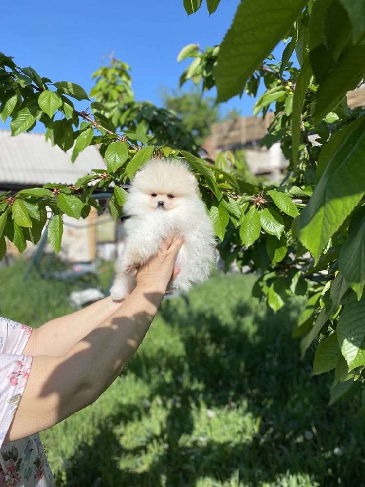 Померанський  верг шпіц( міні) кобель