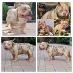 American bully top linia COWBOY LOUIS-V