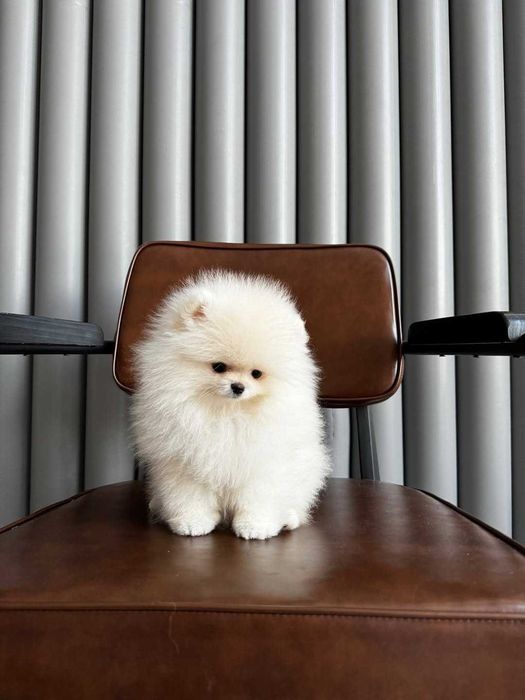 cachorro pomeranian com vacinas