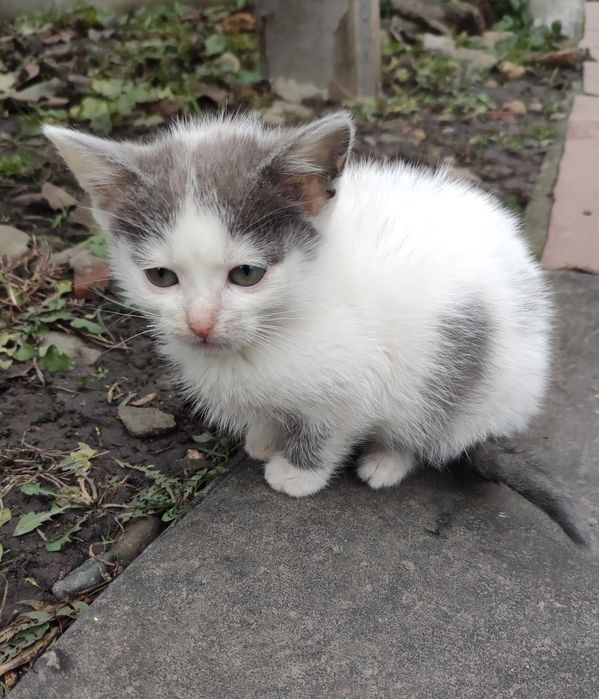 Кошенята,  кішки