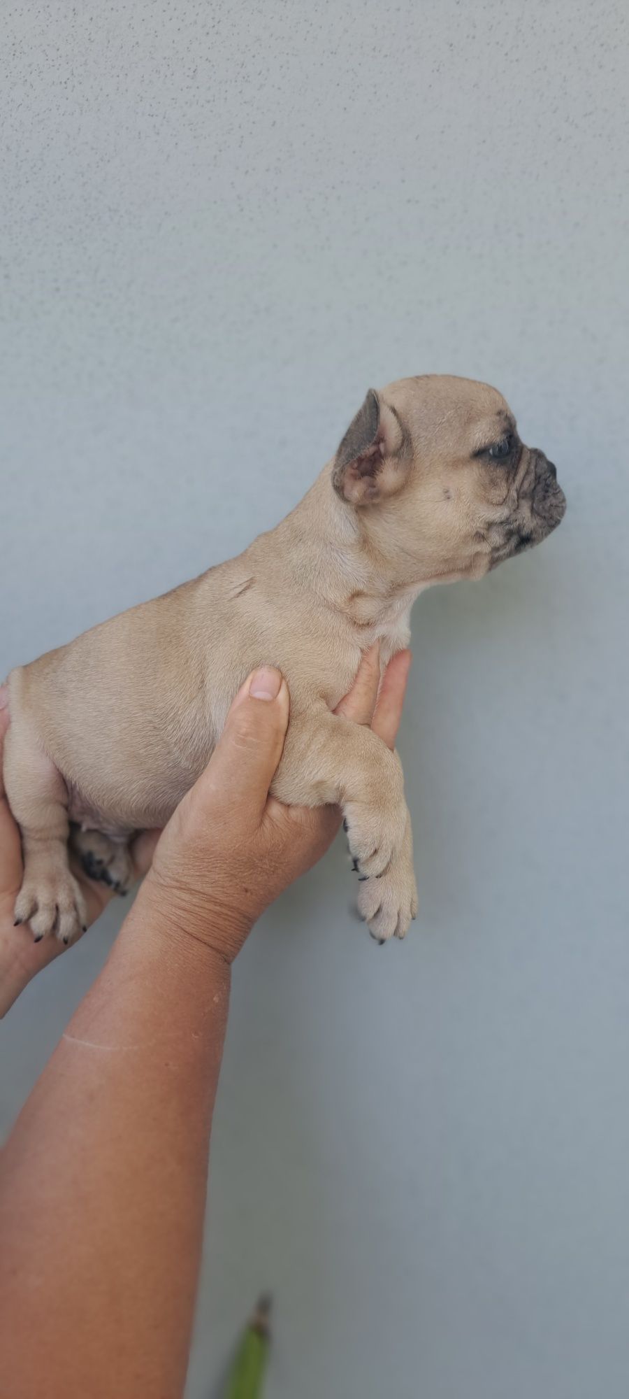 Bulldog francês macho fawn