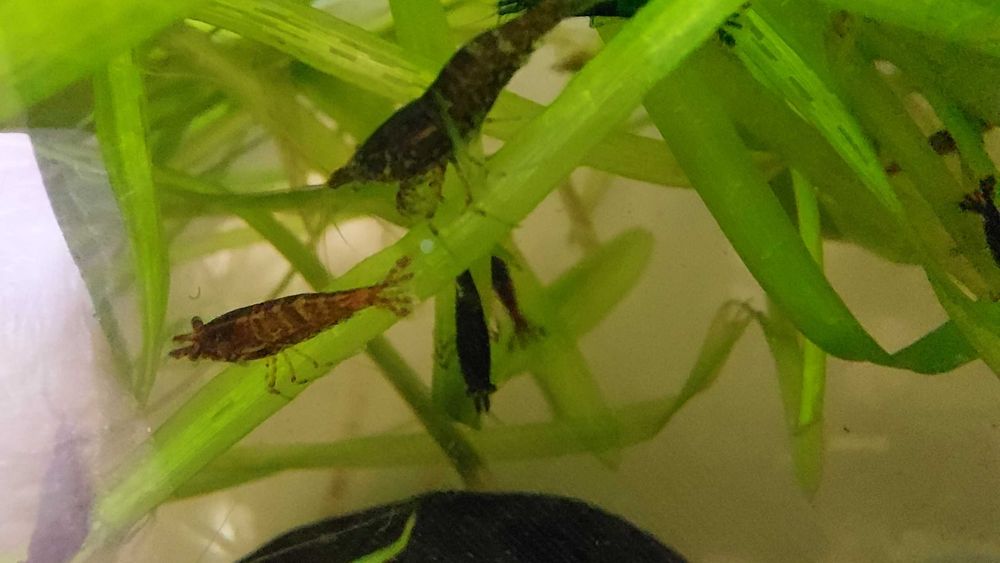 Krewetka Neocaridina schoko