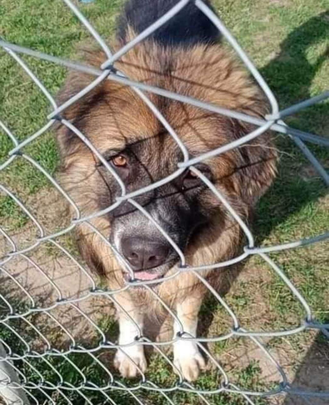 Wojtek do adopcji