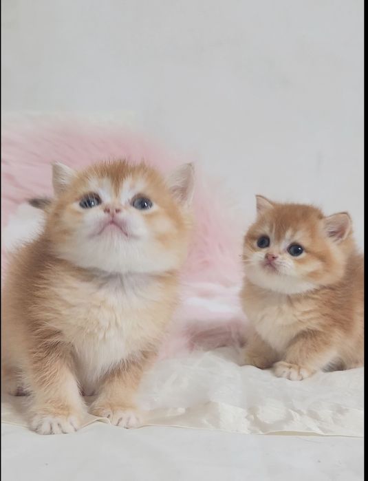 Британські кошенята Золота шиншила