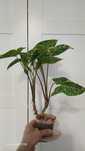 Syngonium panda zdrowa, oparzenia od lampy