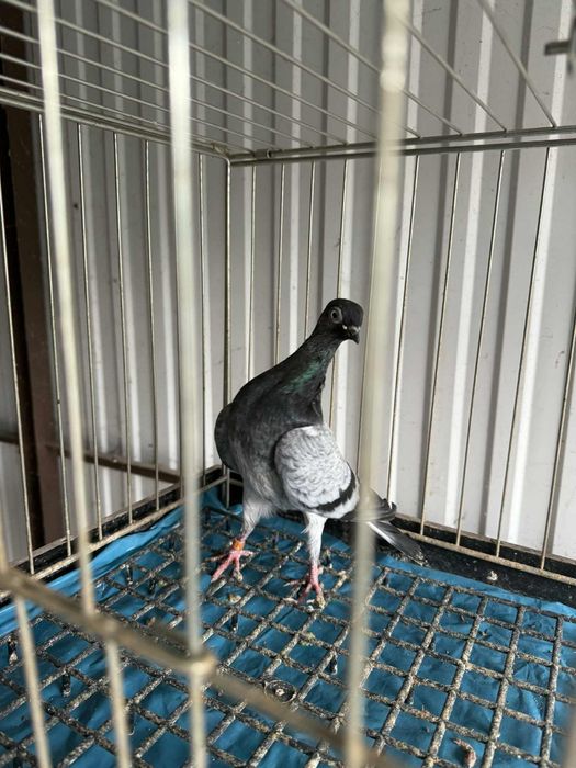 Deresz samczyk 100zł