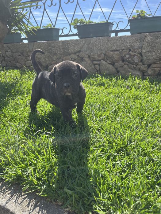 Cane corso italiano fêmea