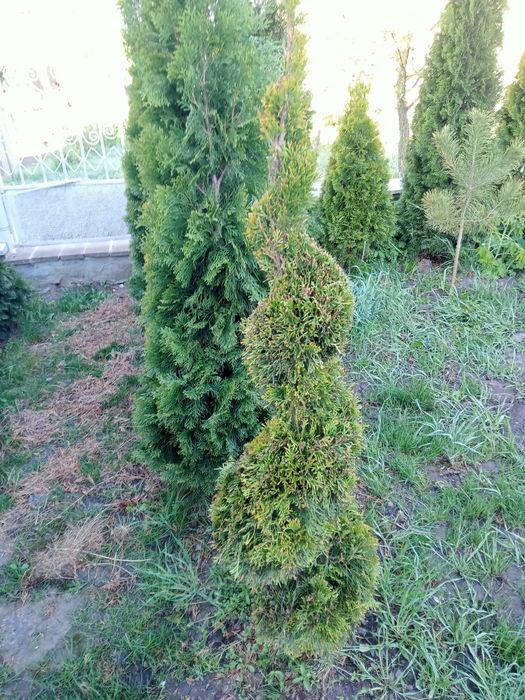 Продам туї ,пишні красуні,смарагд та голд смарагд