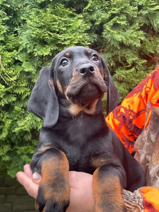 Gończy Polski -Piesek ZKwP