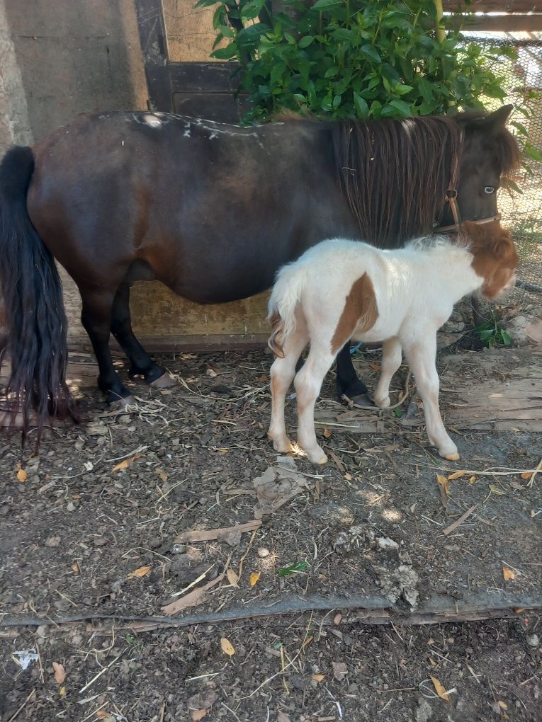 Ponei preta olhos azuis