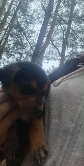 Do adopcji sunia bezdomna szczeniak