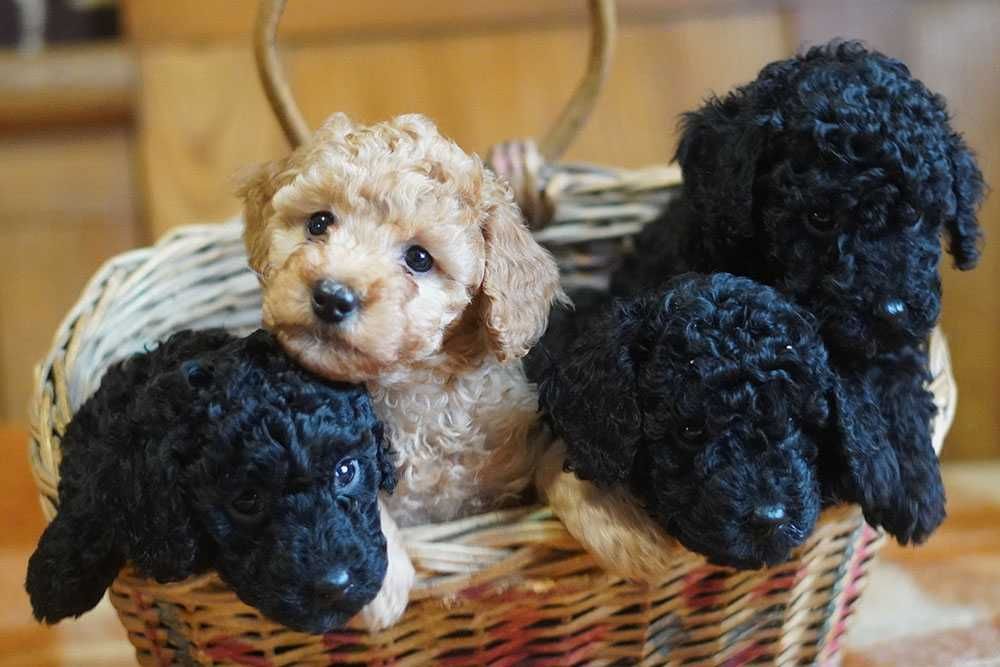 Цуценята малого пуделя