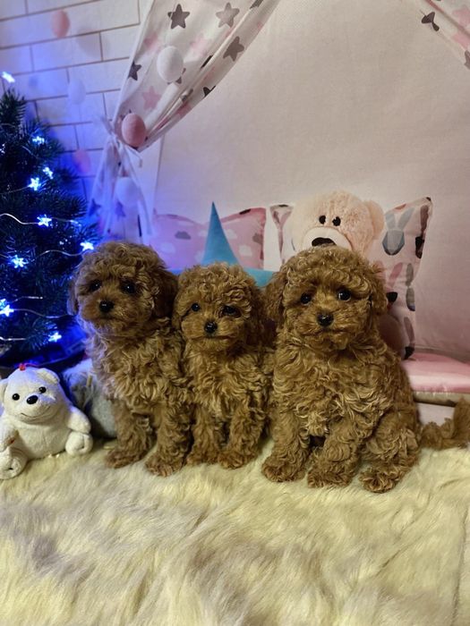 Солоденькі бубочки!  Цуценята той пудель! Мальтіпу! Мальтипу