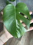 Monstera variegata white sadzonka pedowa ukorzeniona