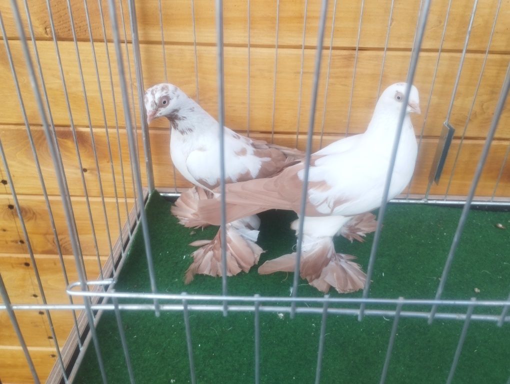 Widyny gołębie ozdobne