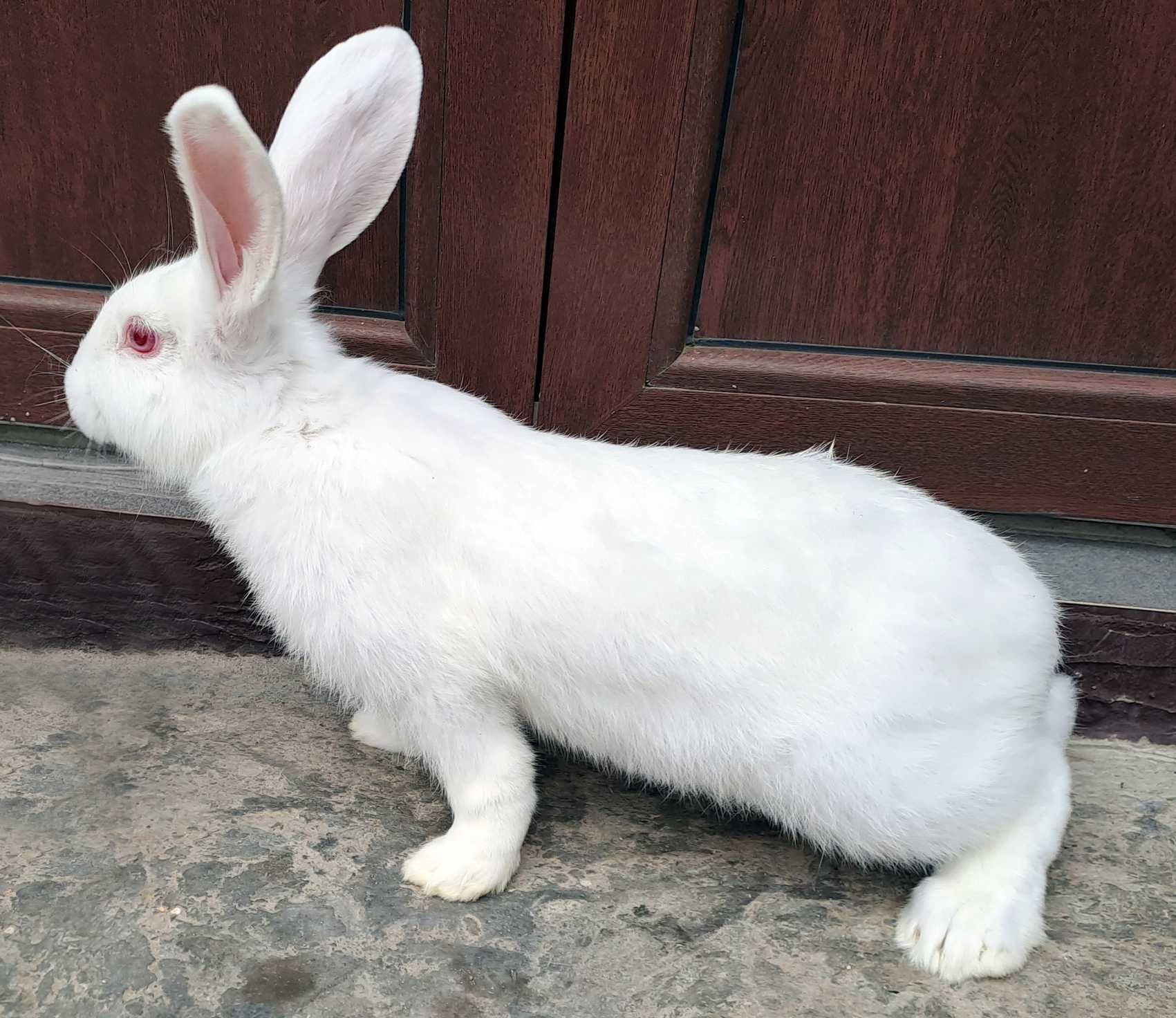 Кролики самцы породы Белый Паннон, возраст 3 месяца