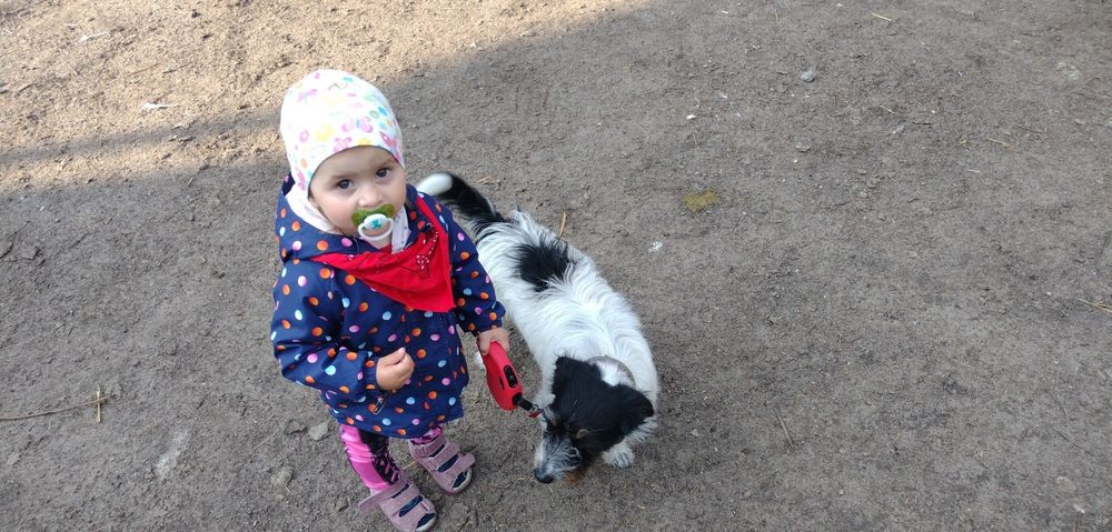 Zaginął pies. Manasterz gmina Wiązownica, województwo podkarpackie.