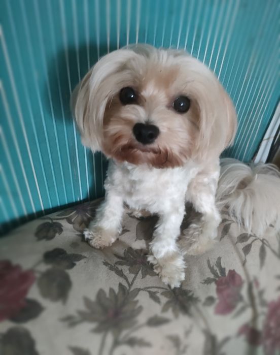 York Yorkshire Terrier Golddust