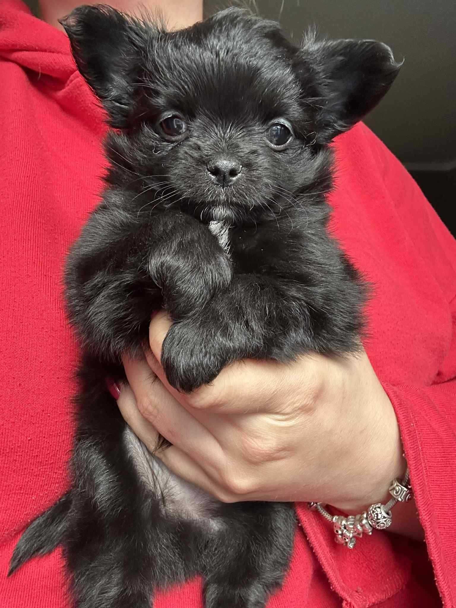 Zjawiskowy mini czarniutki długowłosy samczyk chihuahua