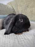 Króliczek baranek miniaturka mini lop