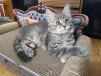 Kotka Maine coon
