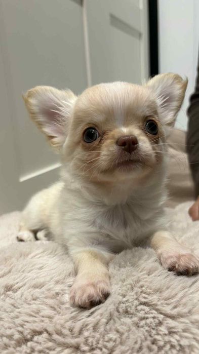 Chihuahua Długowłosy Piesek kremowy