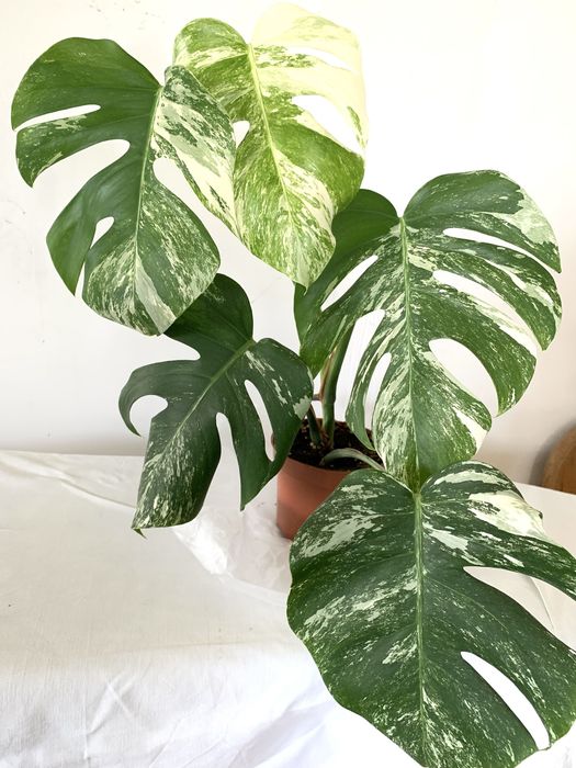 Монстера вариегатная,