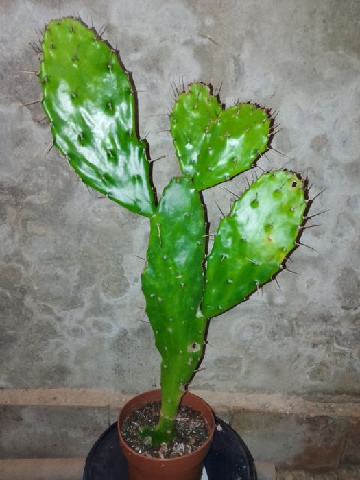 Кактус Опунція Моноканта