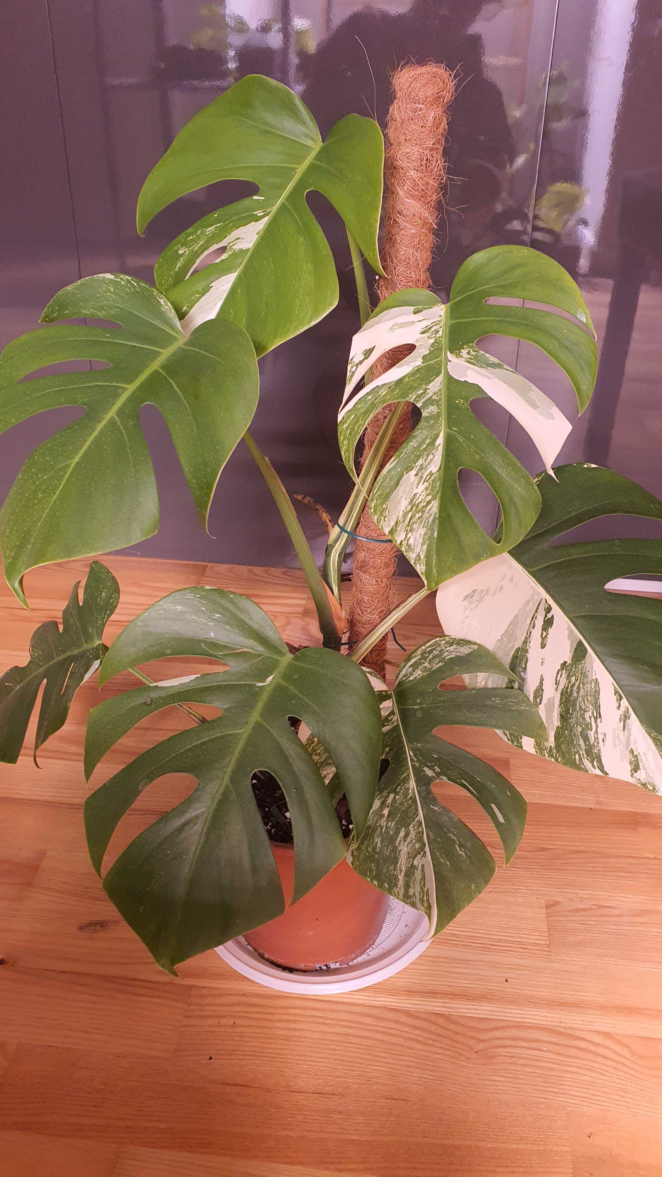 Monstera variegata cala roślina