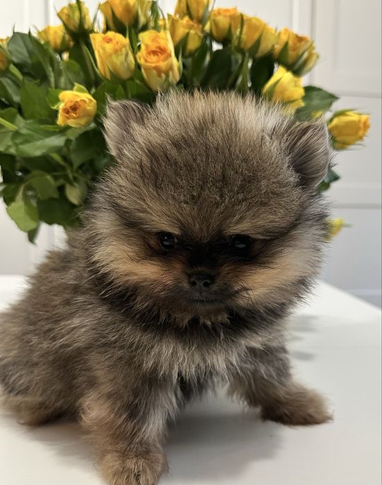 Pomeranian miniaturowy- misiek Baddy