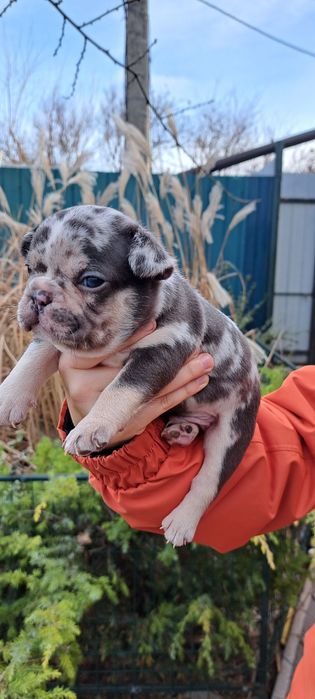 Французський бульдог