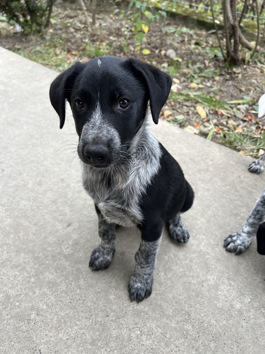 БЕЗКОШТОВНО цуценята мікс курцхаара та лайки