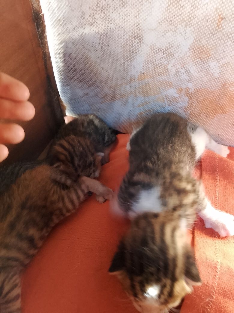 São 7 gatinhos com pouco tempo de vida 4 já com 1 mês e 3 com 3 semana