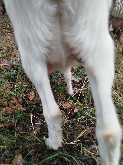 Коза зааненская китна