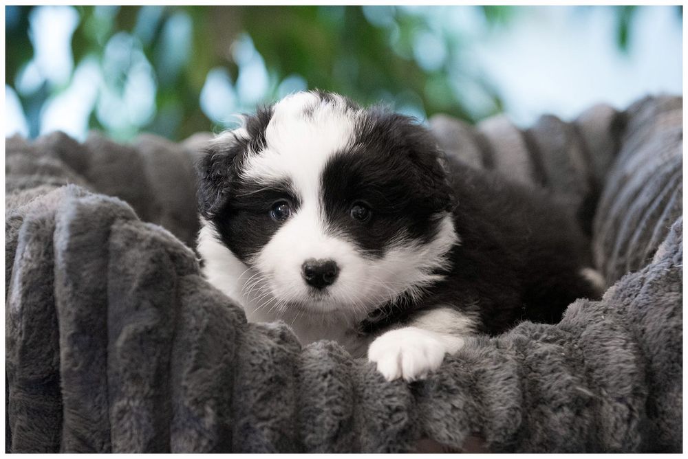 Border Collie FCI ZKwP