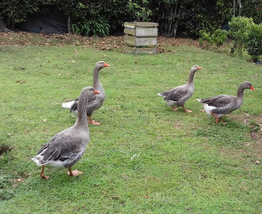 Gansos Toulouse novos