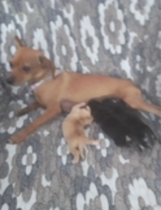 Пропала собака