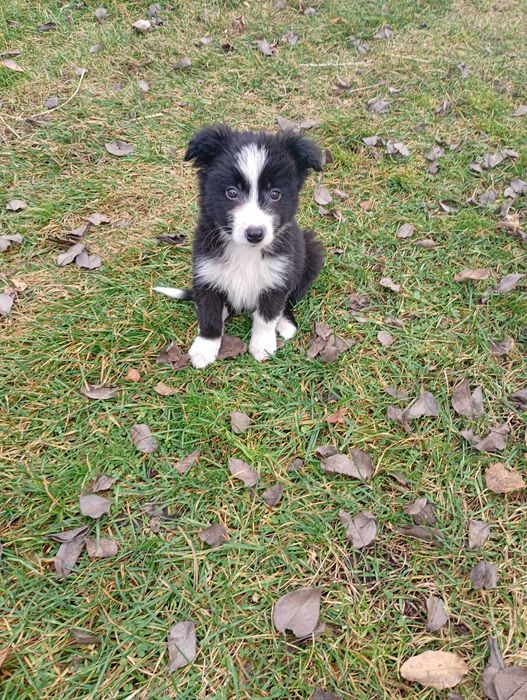 Border Collie śliczny szczeniaczek