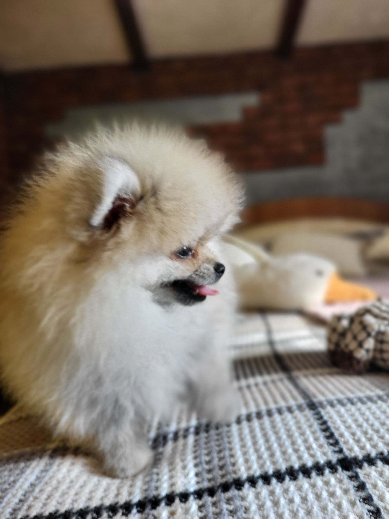 Szpic miniaturowy pomeranian