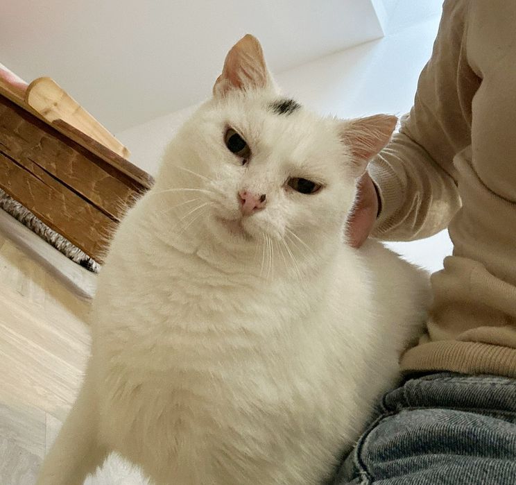 Biała Dama czyli Żabcia czeka na dom