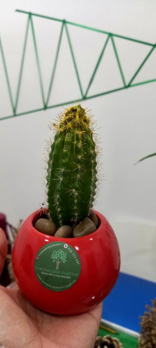 Plantas alegres.