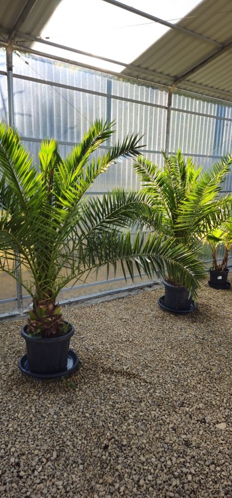 PHOENIX Canariensis Daktylowiec palma rośliny egzotyczne wyprzedaż