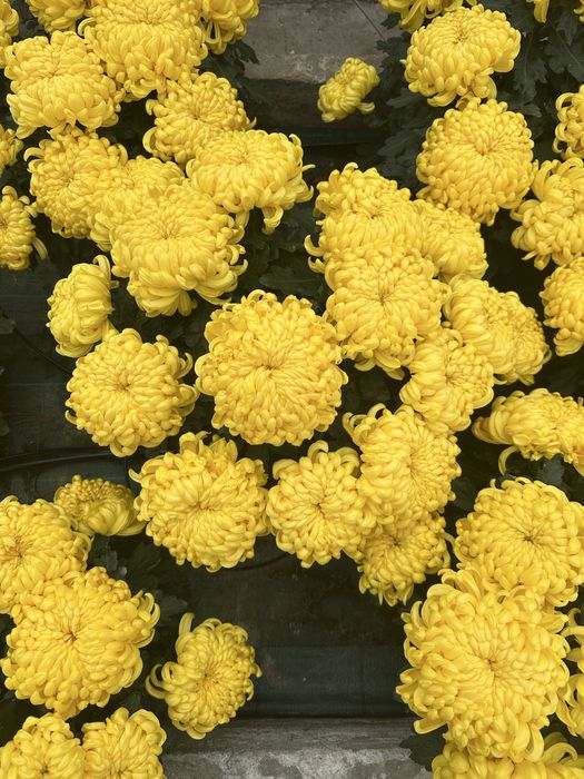 Sprzedam chryzantemy