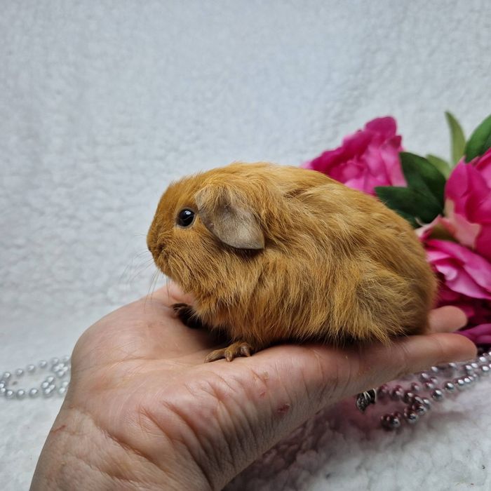 Морская свинка американская вислоухая рыжая, морские свинки