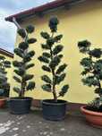 Drzewko bonsai jalowiec , rododendrony hortensje